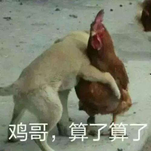 福清鸡哥爆料视频曝光事件,揭秘事件背后真相  第1张